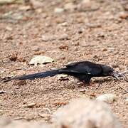 Green Wood Hoopoe