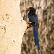 Green Wood Hoopoe