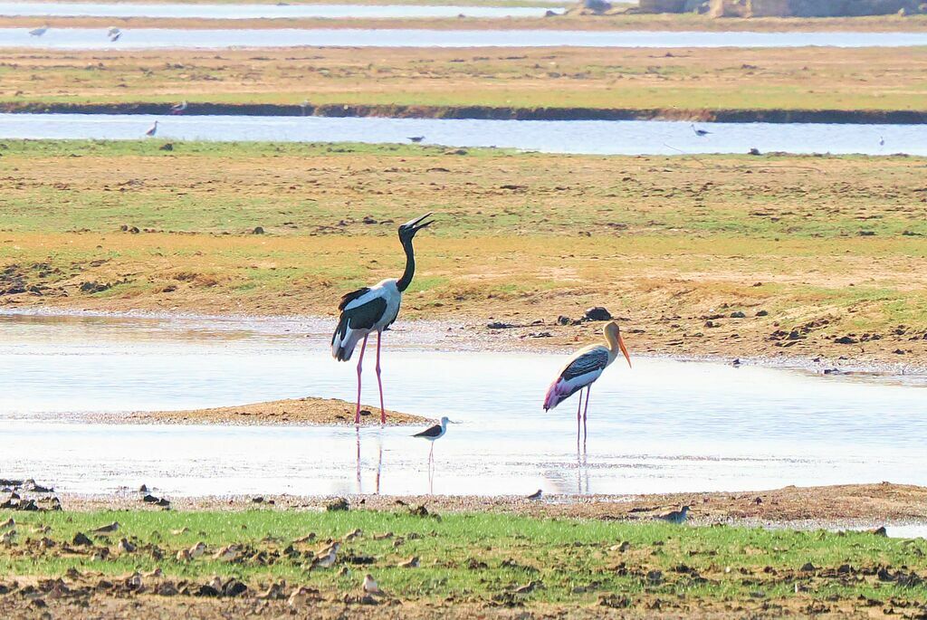 Jabiru d'Asieadulte, habitat