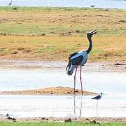 Black-necked Stork