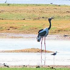 Jabiru d'Asie