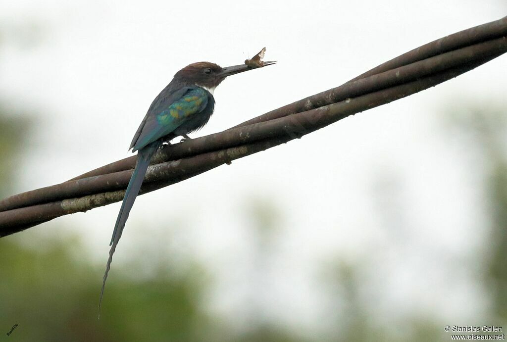 Paradise Jacamaradult breeding