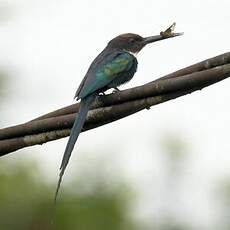 Jacamar à longue queue