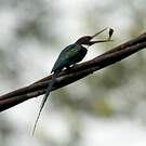 Jacamar à longue queue