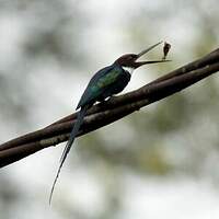 Jacamar à longue queue