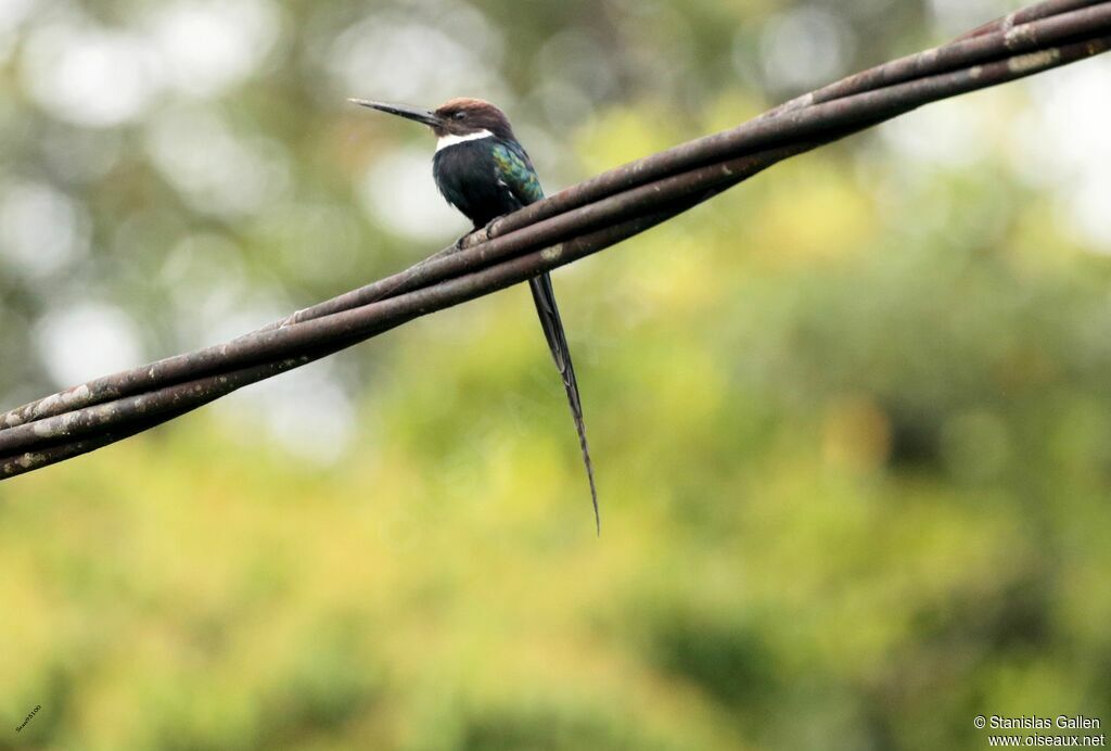 Jacamar à longue queueadulte nuptial