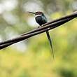 Jacamar à longue queue