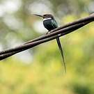 Jacamar à longue queue
