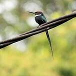 Jacamar à longue queue