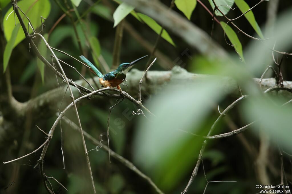 Rufous-tailed Jacamaradult