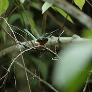 Rufous-tailed Jacamar