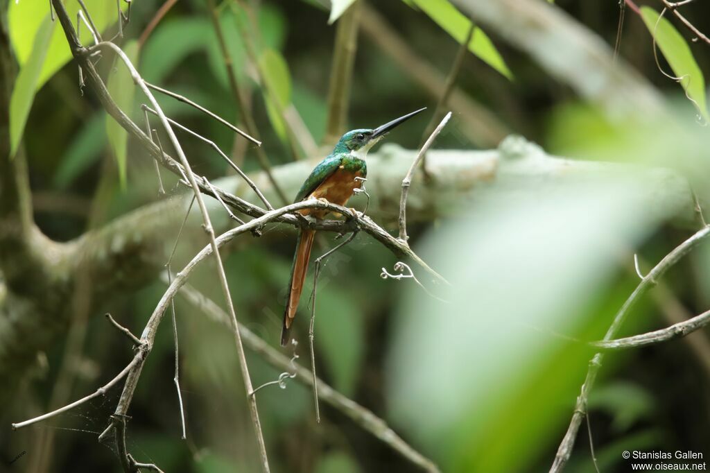 Rufous-tailed Jacamaradult breeding