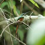 Jacamar à queue rousse