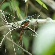 Rufous-tailed Jacamar