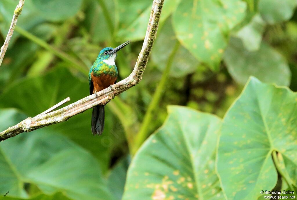 Green-tailed Jacamaradult breeding