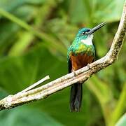 Green-tailed Jacamar