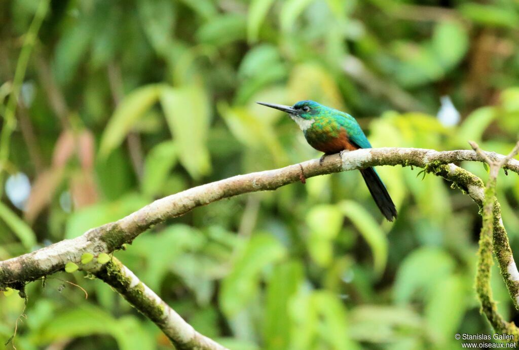 Green-tailed Jacamaradult breeding