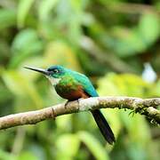 Green-tailed Jacamar