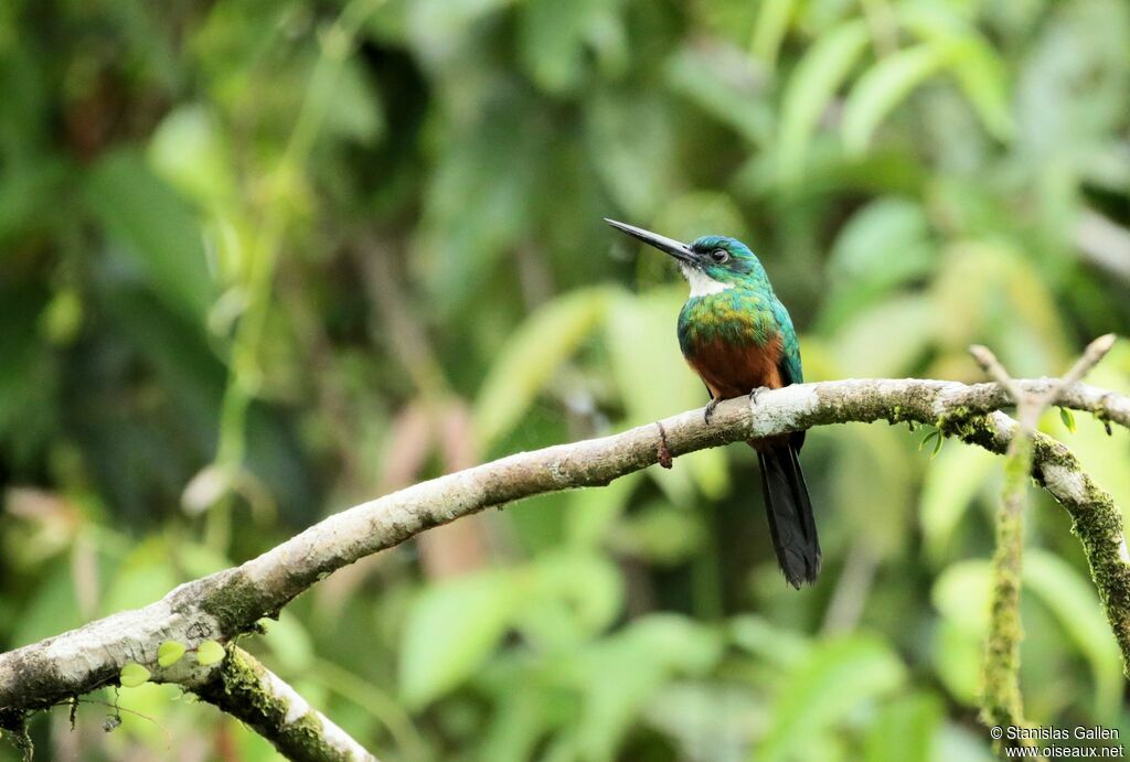 Green-tailed Jacamaradult breeding