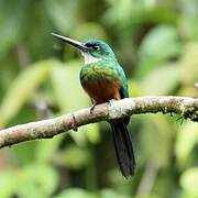 Green-tailed Jacamar