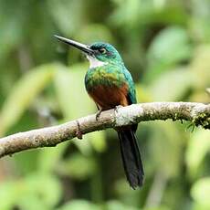 Jacamar vert