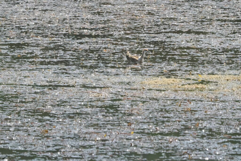 Jacana à longue queueadulte transition