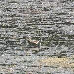 Jacana à longue queue