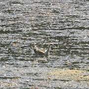 Jacana à longue queue