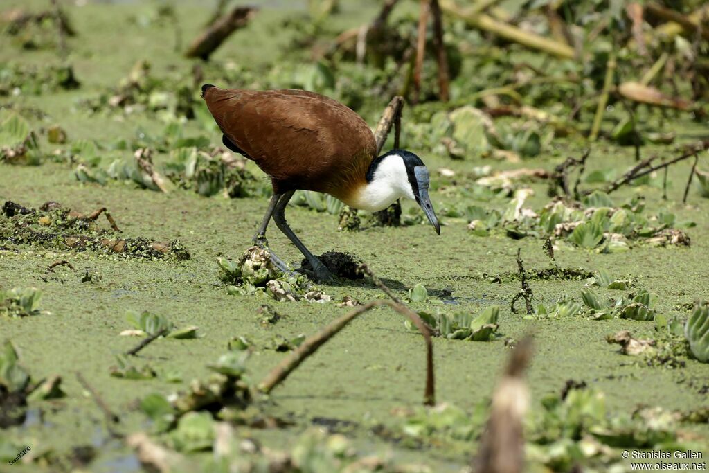 Jacana à poitrine doréeadulte