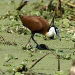 Jacana à poitrine dorée