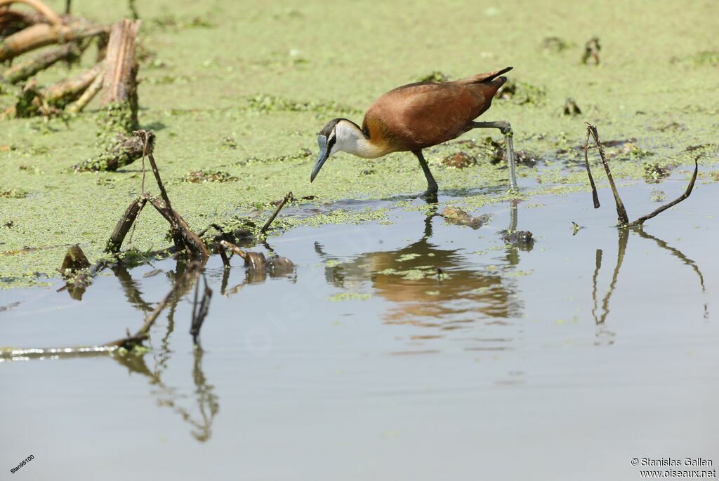 African Jacanajuvenile