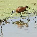 Jacana à poitrine dorée