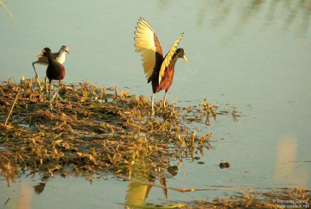 Jacana du Mexique, portrait, marche