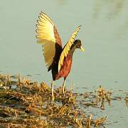 Jacana du Mexique