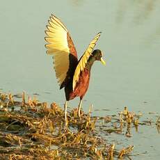 Jacana du Mexique