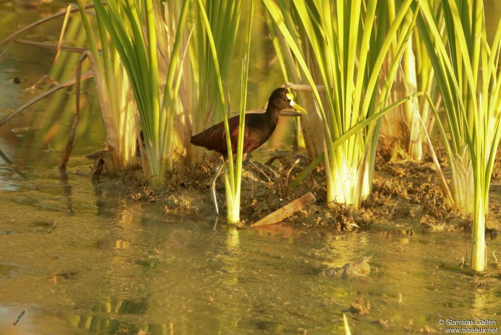 Jacana du Mexiqueadulte nuptial, portrait, marche