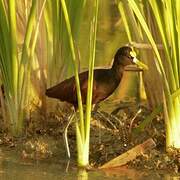 Northern Jacana