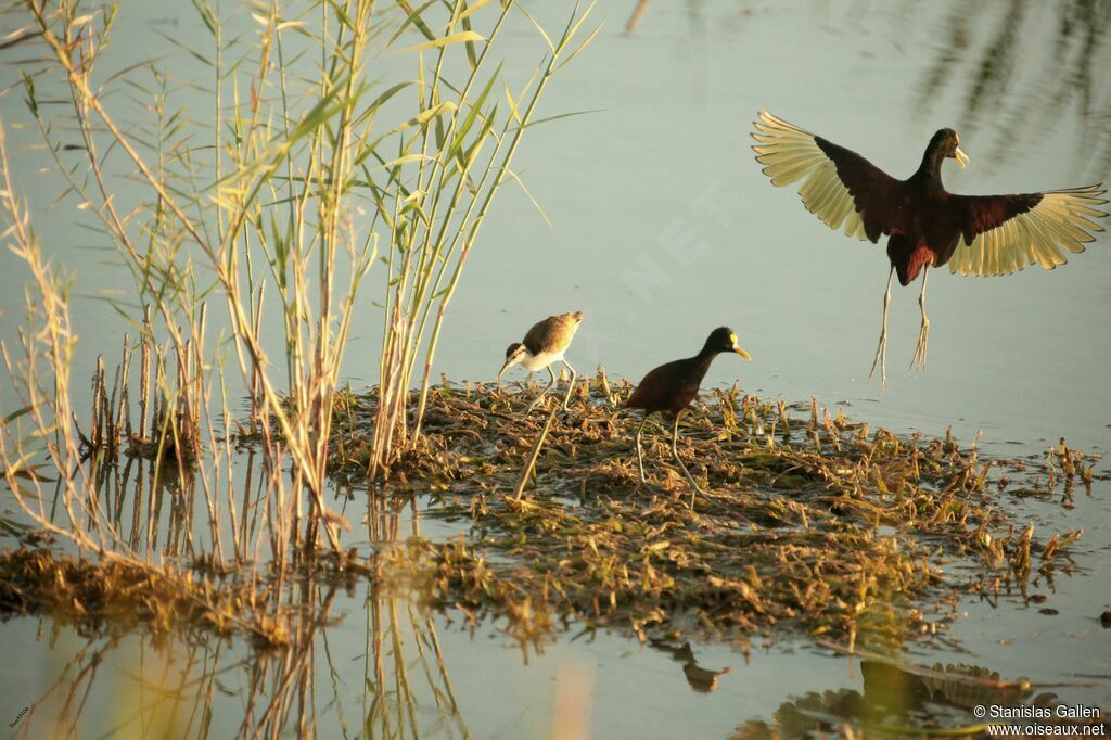 Northern Jacana, close-up portrait, Flight, walking