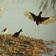 Northern Jacana