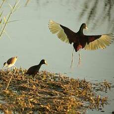 Jacana du Mexique