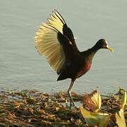 Northern Jacana