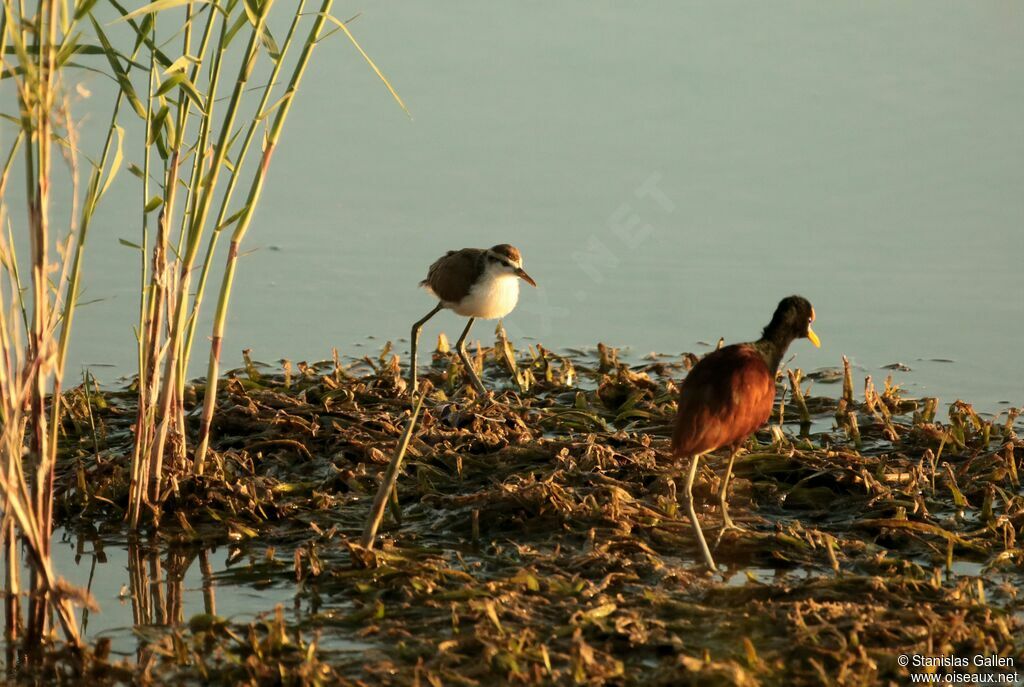 Jacana du Mexiquejuvénile, portrait, marche