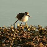 Jacana du Mexique