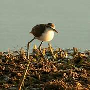 Jacana du Mexique