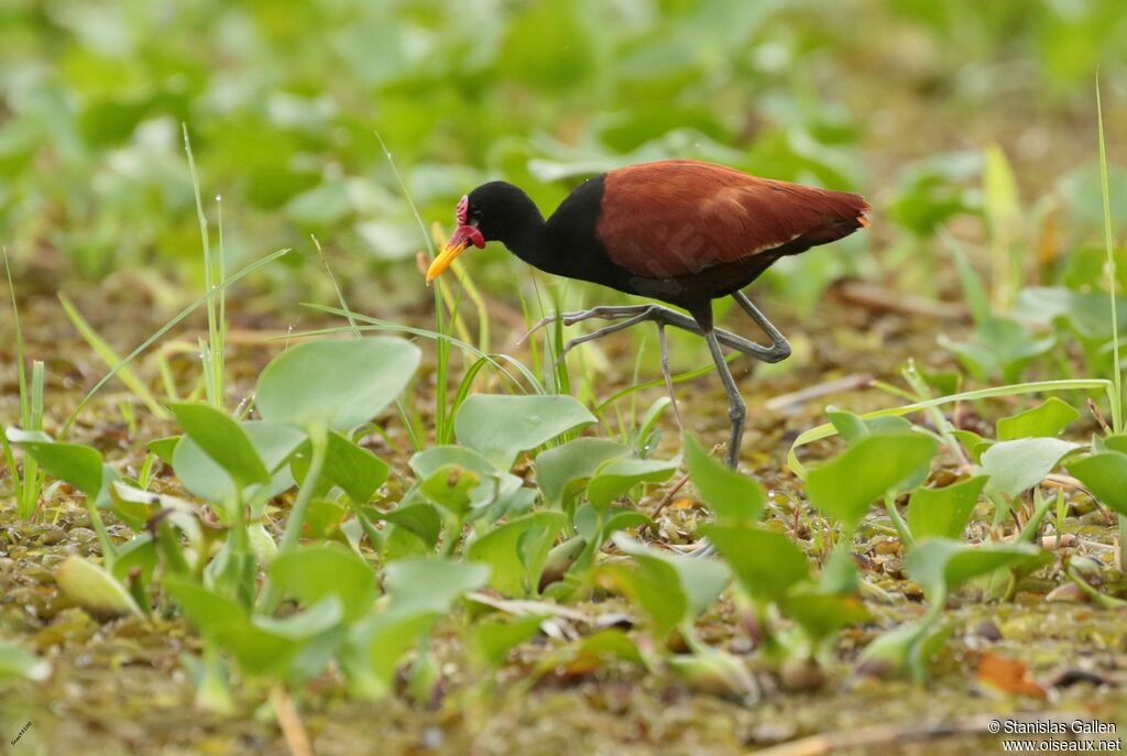 Wattled Jacanaadult, walking