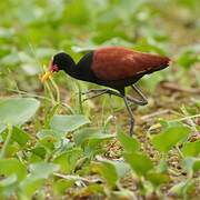 Wattled Jacana