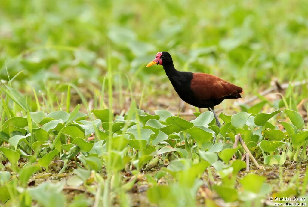 Wattled Jacanaadult