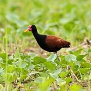 Wattled Jacana