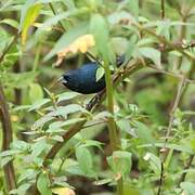 Blue-black Grassquit