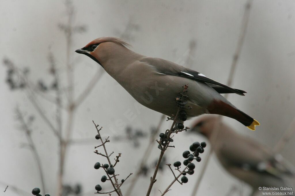 Bohemian Waxwingadult transition